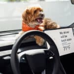 Model3Standard_dog